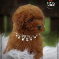 Disponibili maschi e femmine *barboncino