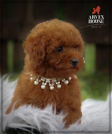 Disponibili maschi e femmine *barboncino