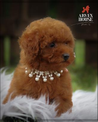 Disponibili maschi e femmine *barboncino