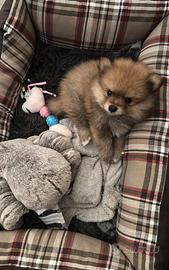 Spitz di Pomerania Toy
