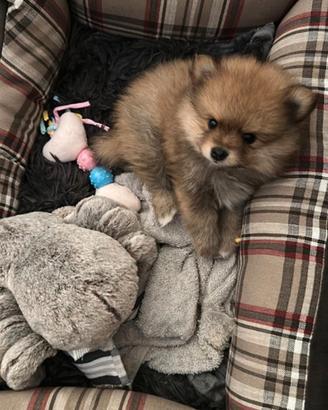 Spitz di Pomerania Toy