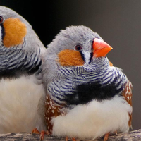 Bengalini diamantini