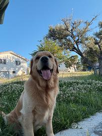 Golden retriver per monta