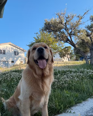Golden retriver per monta