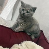 Gattini Scottish Straight