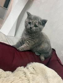 Gattini Scottish Straight