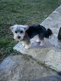 Cucciolo Yorkshire e maltese. Morkie