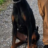 dobermann