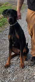 dobermann