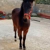 Poni psi