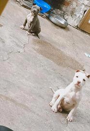 Amstaff cuccioli blu