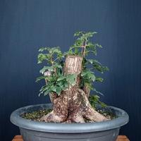 Acero campestre (Acer campestre)