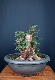 Acero campestre (Acer campestre)