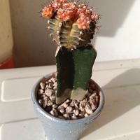 regali di natale piante 