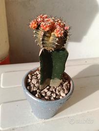 regali di natale piante 