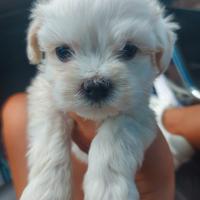 Cuccioli di maltesini toy bianchi