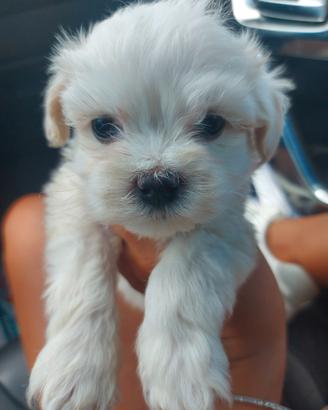 Cuccioli di maltesini toy bianchi piccoli mini