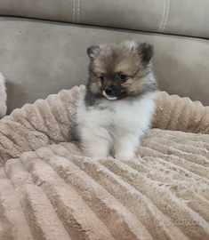 Cucciole di volpino italiano