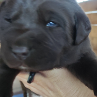 Cuccioli di labrador