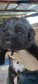 Cuccioli di labrador