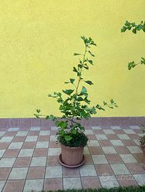 Piante Ginko biloba maschio