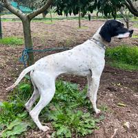 Vendo Pointer femmina con pedigree