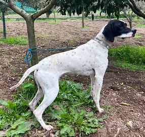 Vendo Pointer femmina con pedigree