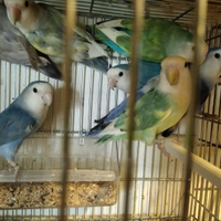 Pappagalli inseparabili