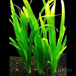 Vallisneria ideale per neofiti