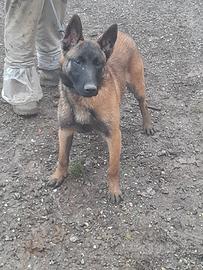 Pastore belga malinois