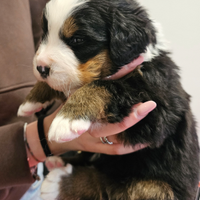 Bovaro del bernese cuccioli pedigree Enci