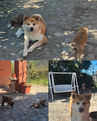 Cuccioli di akita inu