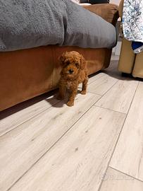 Barboncina mini toy