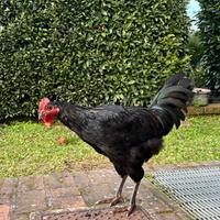 Galletto 3 mesi Australorp