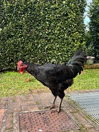 Galletto 3 mesi Australorp