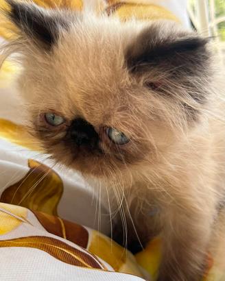 gatto persiano 