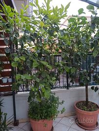 limoni in vaso