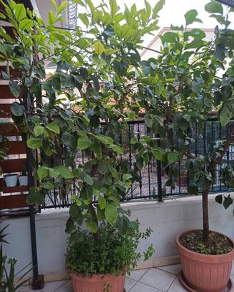 limoni in vaso