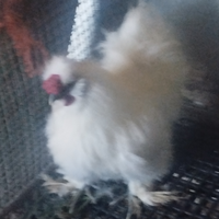 Gallo Moroseta