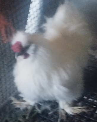 Gallo Moroseta
