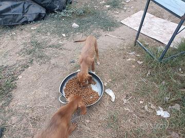 Cuccioloni segugio maremmano
