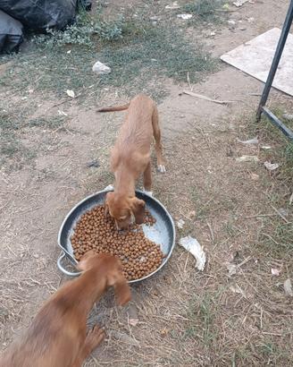 Cuccioloni segugio maremmano