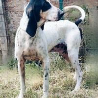 Capo muta per cinghiale