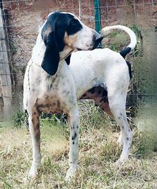 Capo muta per cinghiale