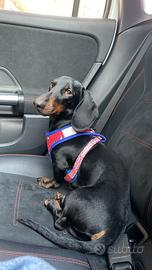 Bassotto nero focato disponibile per monta