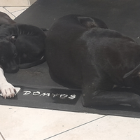 Cuccioli amstaff nati 14 giugno