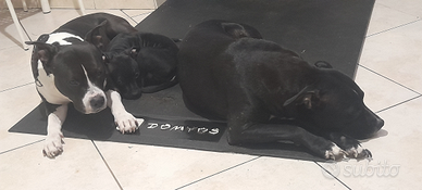 Cuccioli amstaff nati 14 giugno