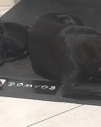Cuccioli amstaff nati 14 giugno