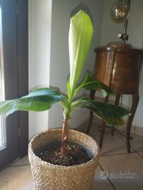 Pianta di banano