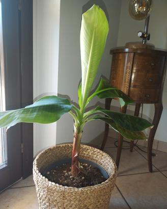Pianta di banano